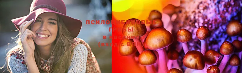 закладка  Володарск  Псилоцибиновые грибы Psilocybine cubensis 